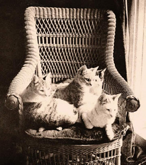 Mark Twain's cats 