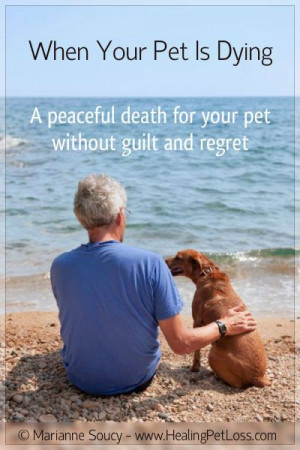 Pet Loss: When Your Pet Is Dying (Download FREE report) http ...