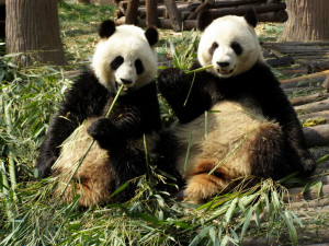 ... Lengths To Rescue The Giant Panda From The Brink Of Extinction
