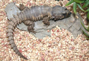 Armadillo Girdled Lizard Cordylus Cataphractus