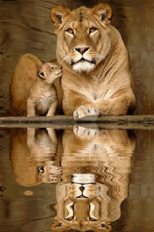 Displaying (19) Gallery Images For Lion And Lioness Love Tumblr...