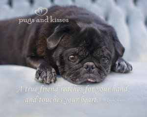 riley the pug on blue couch by pugs and kisses