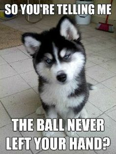 ... Funny Pictures and more: The Look from a Cute Siberian Husky ... More