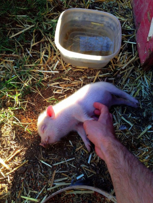Too Cute: 14 Animals Begging For A Belly Rub