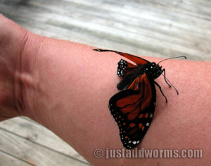 Monarch Butterfly Just Coming Out Of The Cocoon Newfound Lake Nh ...