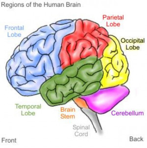 parts of the brain do? If you injure different parts of your brain ...