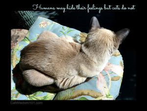 Cat quotes-sun-mondays with merlin-siamese-quote-emotions