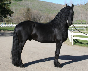 beautiful friesian stallion horse cute friesian horses image friesian ...