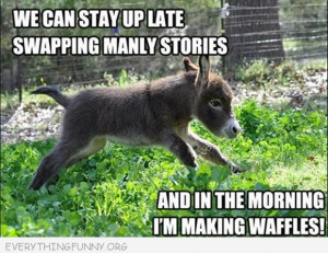funny captions donkey making you waffles from shrek