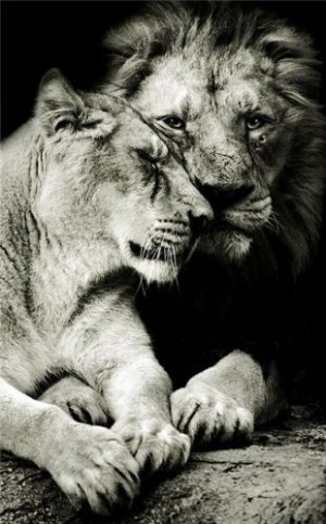 черно-белое фото льва и львицы