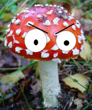 sounds mellow cute morel mushroom community of sayings and mushrooms