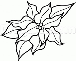 ... drawing hibiscus flowers christmas star flowers christmas bush flowers