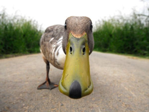... : the fear that somewhere, somehow, a duck is watching you