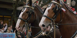 About Puppy Bowl XI | Puppy Bowl | Animal Planet