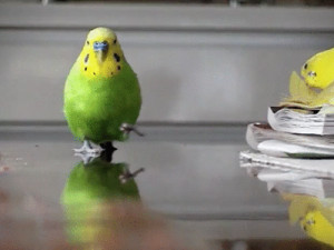 animals dance bird walking animated GIF