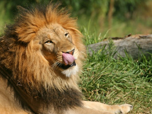 picture workout motivation quotes morning running quotes gazelle ...