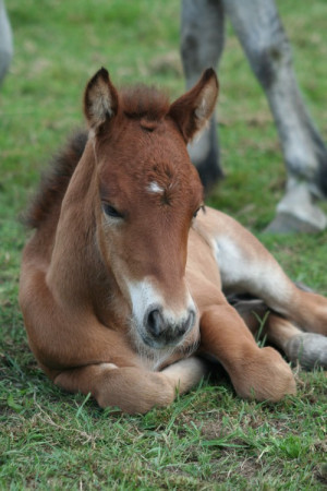 blissfully-cute-baby-animals-baby-horse-16%5B1%5D.jpg