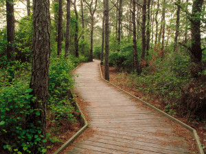 Life of the Forest Trail Assateague Island Ber - Forests Photography ...