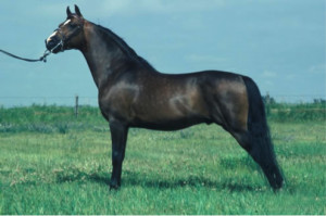 Morgan Horse Dressage Colors Dun Horses