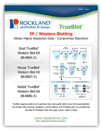 TrueBlot® IP / Western Blot