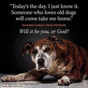... shelter volunteer opens heart and home to dying senior dog
