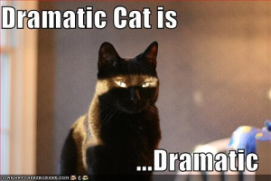... Image [funny-pictures-cats-dramatic-cats-lights-sunshine2.jpg - 24kB