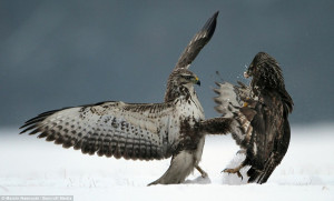 Take that: A buzzard aims a kick at the chest of his foe during a ...