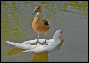 duck_standing_on_another_duck