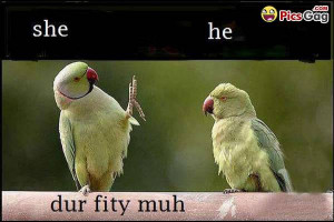 ... funny pictures of difference between female and male birds funny