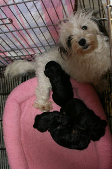 Puppy and Dog Quotes