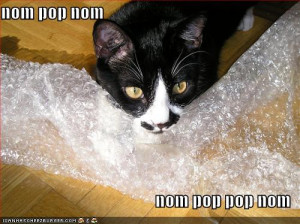funny-pictures-cat-bites-bubble-wrap