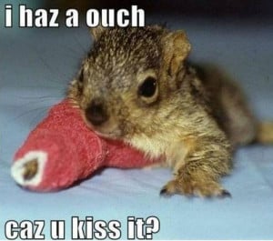 cute animals with sayings squirrel baby i haz a ouch