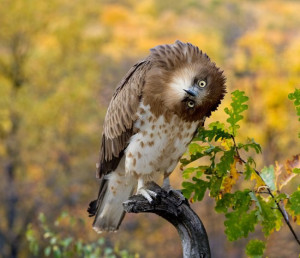 Leave a Comment Cancelar resposta