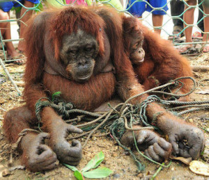 Amende-ment Nutella : les orangs-outans sont chocolats
