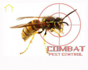pictures of Pest Control Quotes