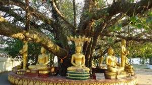 Laos Buddha Tree