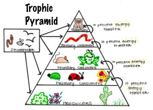 Tropical Rainforest Food Chain Pyramid