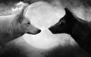 Animal background with a black and white wallpaper with two wolves and ...