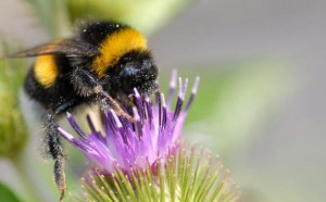 It takes a bee to get the honey out.” ―Arthur Guiterman