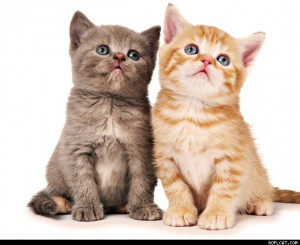 Exquisite Roflcat Funny Cat