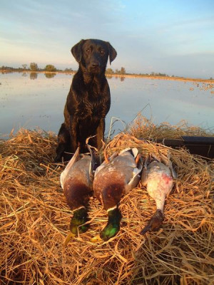 Good Duck Hunting Dogs