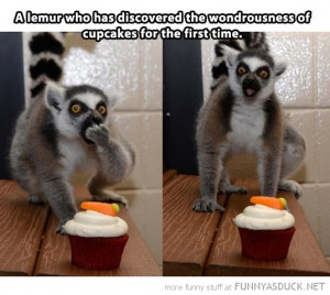 lemur eating cupcakes animal funny pics pictures pic picture image ...