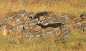 Blackbuck Youngsters Though