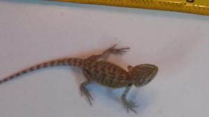 Baby Bearded Dragons For Sale