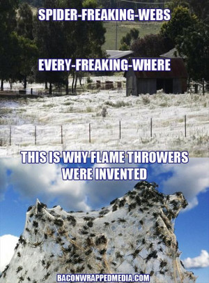 funny spider webs