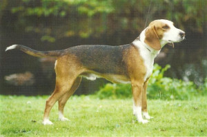 The Official Logo From Brak...