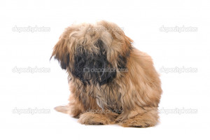 Fluffy Little Dog Wallpaper