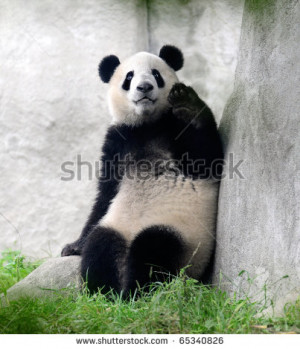 giant panda bear waving hello stock photo 65340826 shutterstock