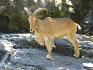 Mountain Goat Kid Kootenay...