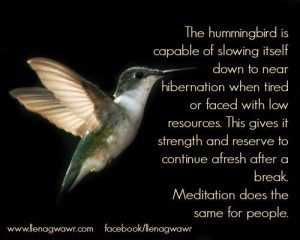 The hummingbird is capable of slowing itself down to near hibernation ...